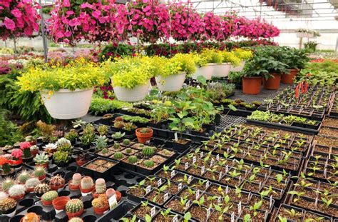 Free plants near me - From our farm to your front door. Shop our huge inventory of trees, shrubs & plants for sale. Free shipping on qualified orders. Call us today 1-888-329-0140